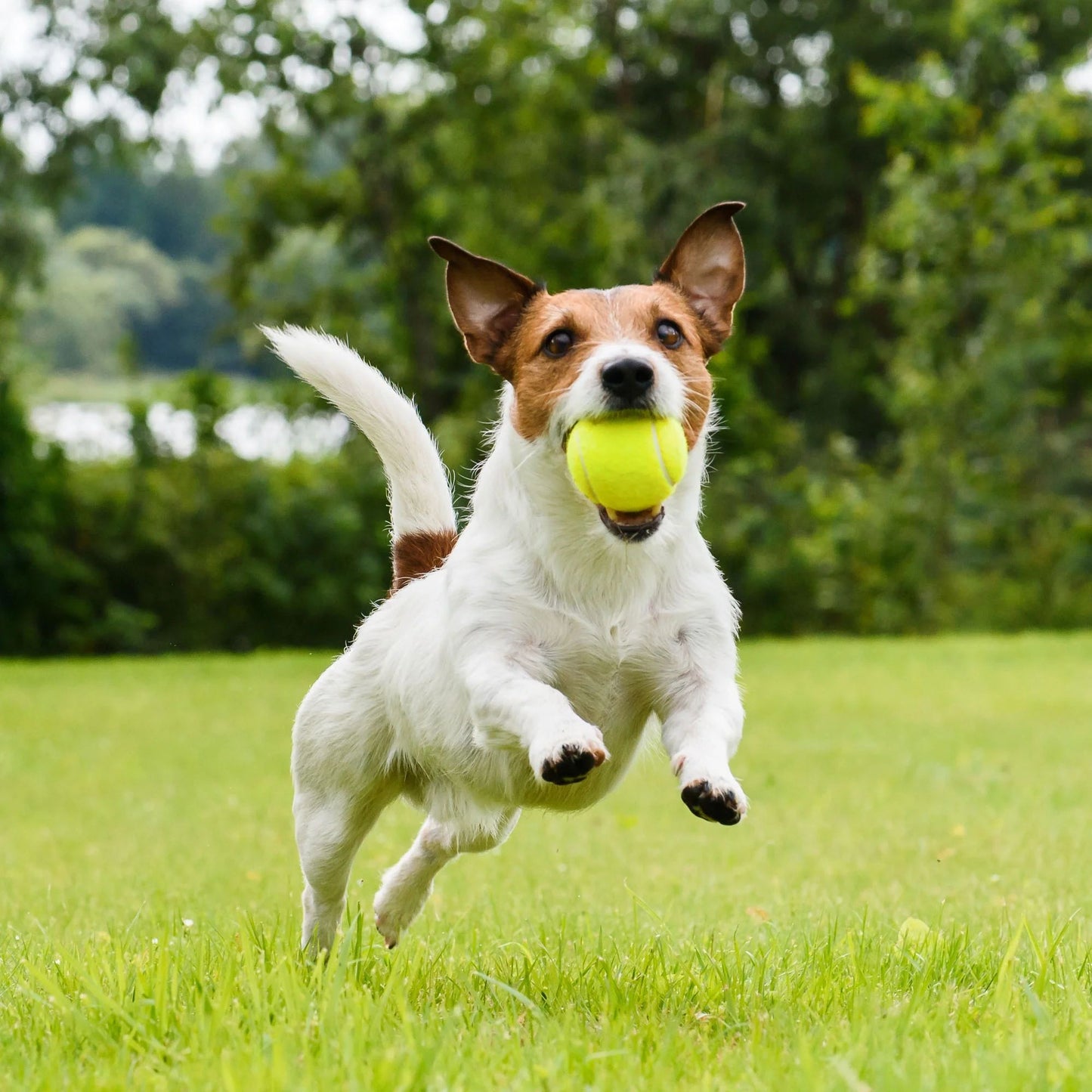 Prime Pets Tennis Balls for Dogs, 3 Pack 2.5'' Dog Squeaky Balls for Large Medium Dog, Puppy Chew Toy