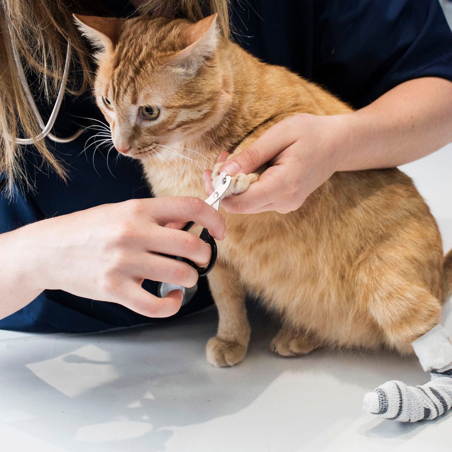 Prime Pets Cat Dog Nail Clippers with Safety Guard, Stainless Steel Cat Claw Clippers