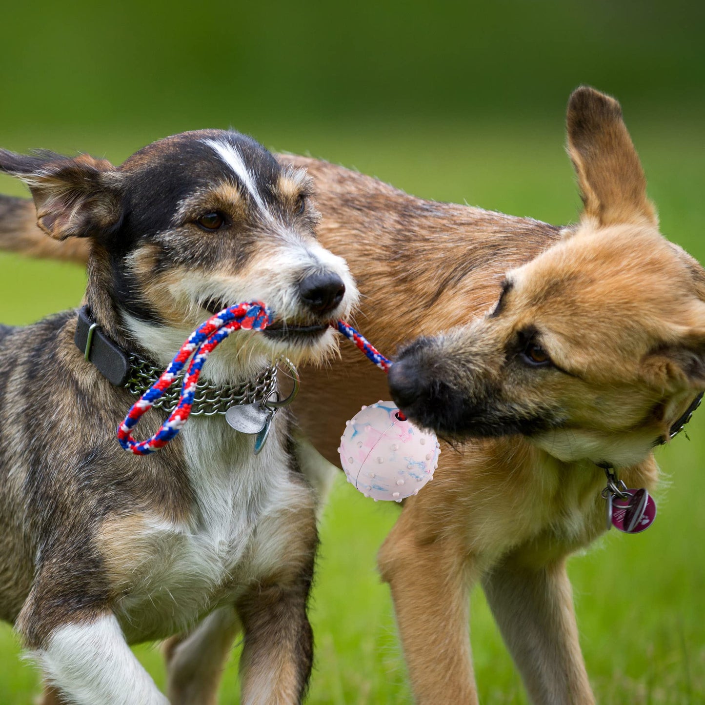 Prime Pets Dog Training Ball on Rope, 2 Pcs Solid Rubber Rope Ball, Tug Ball Toy for Medium and Small Dog, Tough Rope Toy, Non-Toxic and Durable Dog Toys